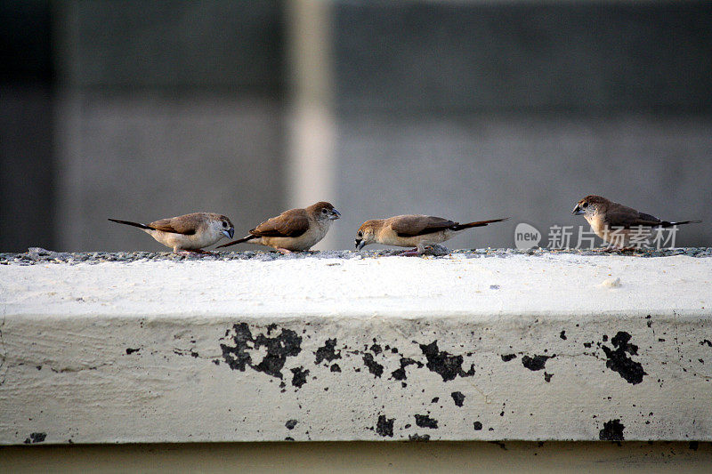 白喉文鸟或印度银嘴(Euodice malabarica)在屋顶上觅食:(图片来自Sanjiv Shukla)